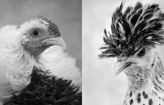 behold:-chickens-like-you’ve-never-seen-them-before